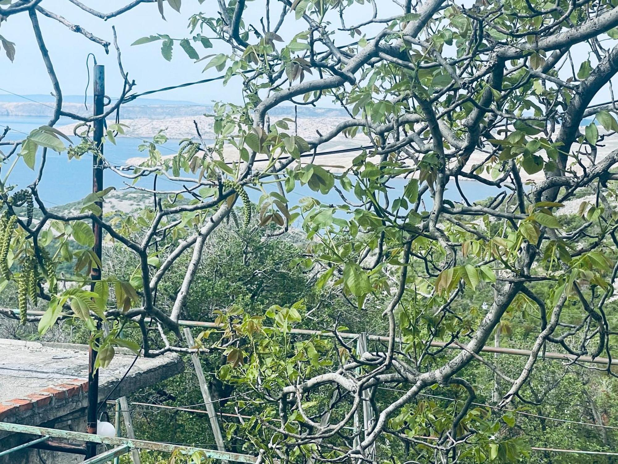 Kuca Za Odmor “Dida” Villa Stinica Bagian luar foto